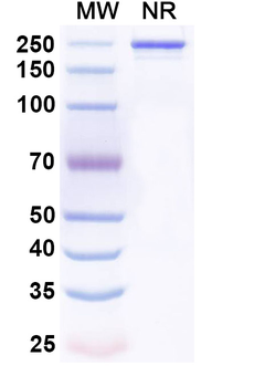 Rat IgG2a Isotype Control Recombinant Antibody