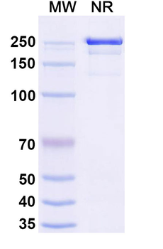 Rat IgG1 Isotype Control Recombinant Antibody