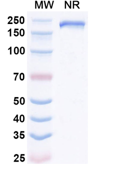 Rat IgG1 Isotype Control Recombinant Antibody