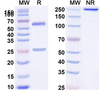 Rat IgG1 Isotype Control Recombinant Antibody