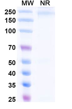 Mouse IgM kappa Isotype Control Recombinant Antibody