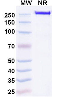 Mouse IgG2b kappa Isotype Control Monoclonal Antibody