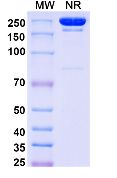 Mouse IgG2b kappa Isotype Control Monoclonal Antibody