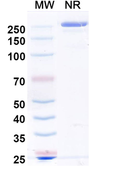 Mouse IgG2a kappa Isotype Control Monoclonal Antibody