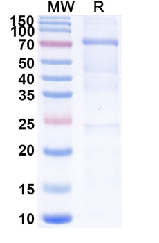 Human IgM Isotype Control Recombinant Antibody