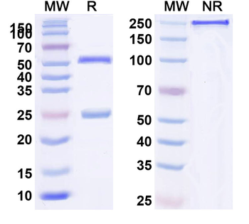 Human IgG4 (S228P & L235E) Isotype Control Monoclonal Antibody