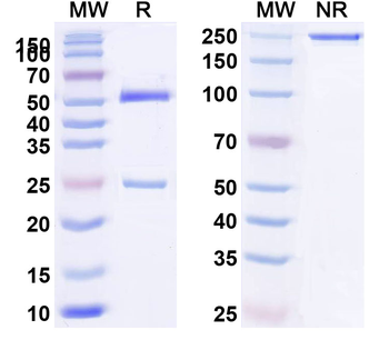 Human IgG4 (S228P) Isotype Control Monoclonal Antibody
