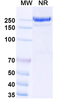 Human IgG4 (S228P) Isotype Control Monoclonal Antibody