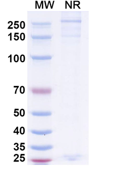 Human IgA Isotype Control Recombinant Antibody