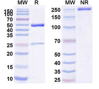 CD8B/Lyt3 Rat Recombinant Antibody