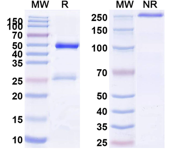 CD25/IL2RA Rat Monoclonal Antibody