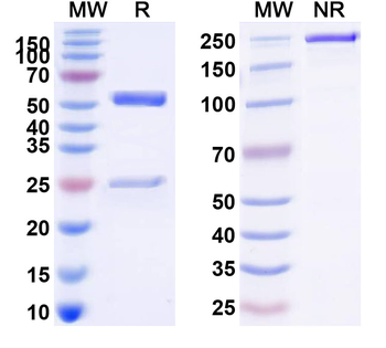 CD89/FCAR Mouse Monoclonal Antibody