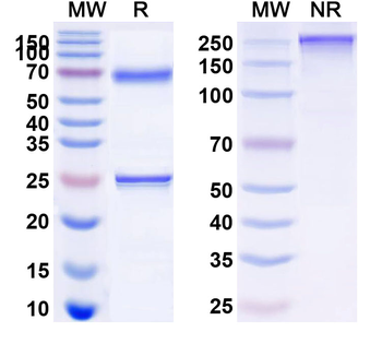 CD66c/CEACAM6 Mouse Monoclonal Antibody