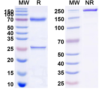 CD62E/SELE Mouse Monoclonal Antibody