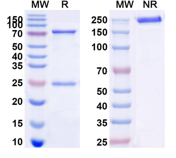 CD61/ITGB3 Mouse Monoclonal Antibody