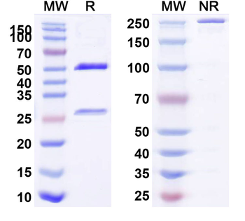 CD370/CLEC9A Mouse Monoclonal Antibody