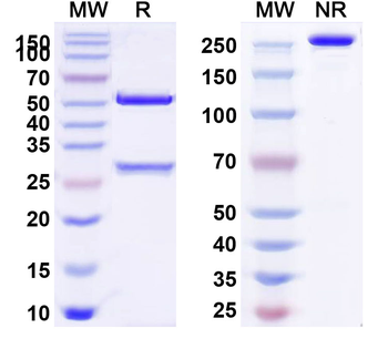 CD350/FZD10 Human Monoclonal Antibody