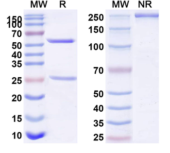 CD349/FZD9 Mouse Monoclonal Antibody