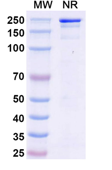 CD326/EPCAM Human Monoclonal Antibody