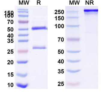 CD303/CLEC4C Mouse Monoclonal Antibody
