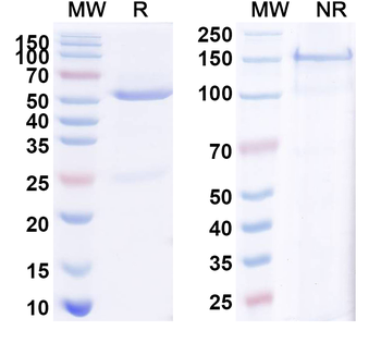 CD30/TNFRSF8 Rabbit Recombinant Antibody