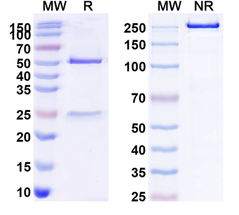 CD261/TNFRSF10A/DR4 Human Monoclonal Antibody