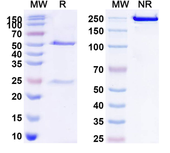CD257/BAFF/TNFSF13B Human Monoclonal Antibody