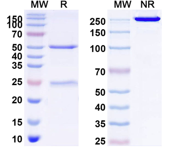 CD253/TNFSF10/TRAIL Mouse Monoclonal Antibody