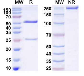 CD25/IL2RA Mouse Monoclonal Antibody