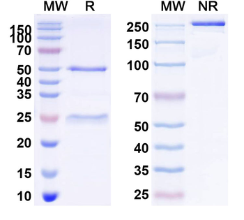 CD248 Mouse Monoclonal Antibody