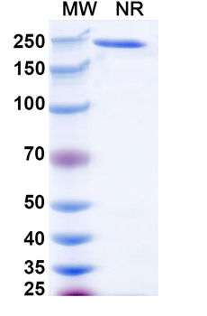 CD24 Mouse Monoclonal Antibody