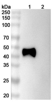 CD24 Mouse Monoclonal Antibody