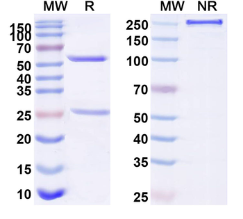 CD234/ACKR1 Mouse Monoclonal Antibody