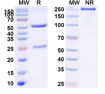 CD194/CCR4 Mouse Monoclonal Antibody