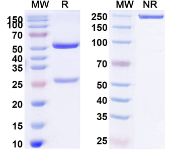 CD163 Mouse Recombinant Antibody