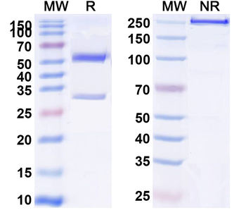 CD123/IL3RA Mouse Monoclonal Antibody