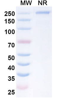 ERBB3/HER3 Human Monoclonal Antibody