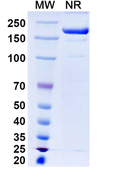 FOLH1/PSMA Human Monoclonal Antibody