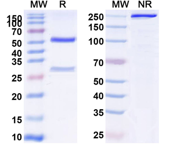 FZD1 Human Monoclonal Antibody