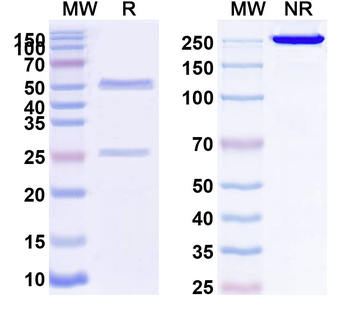 GUCY2C Human Monoclonal Antibody