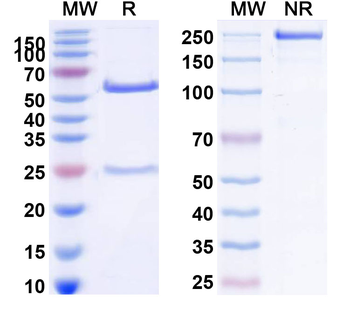 Kappa Mouse Monoclonal Antibody