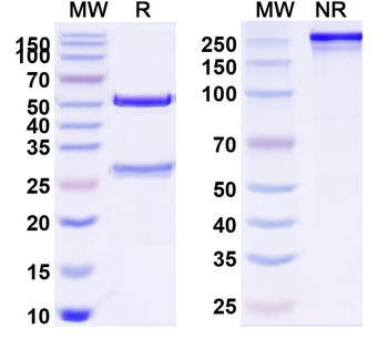 CD119/IFNGR1 Mouse Monoclonal Antibody