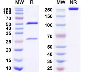 STAB1/Stabilin-1 Human Monoclonal Antibody