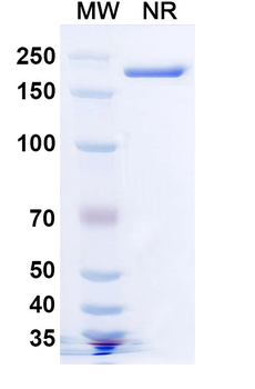 TREM2 Mouse Monoclonal Antibody