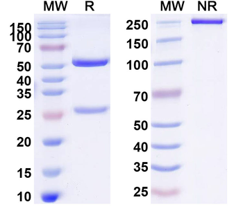 TSHR/LGR3 Mouse Monoclonal Antibody