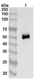 TSHR/LGR3 Mouse Monoclonal Antibody
