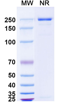 TSHR/LGR3 Human Monoclonal Antibody