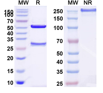 VSIR/VISTA Human Monoclonal Antibody