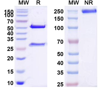 CD110/MPL Mouse Monoclonal Antibody