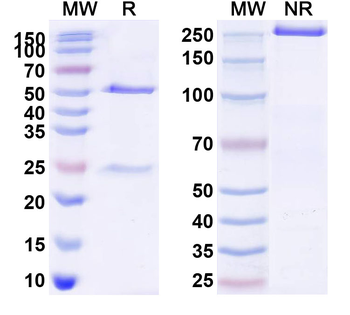 Safimestomig Human Monoclonal Antibody